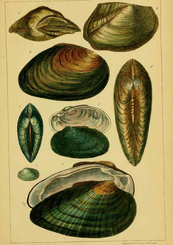 Reproducción/Reproduction 6052953738: Illustrations of the land and fresh water conchology of Great Britain and Ireland London,Smith, Elder, and co.; [etc., etc.]1845