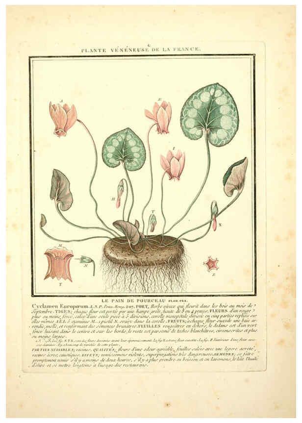 Reproducción/Reproduction 6050075668: Herbier de la France. 1-48. Paris,Chez l'auteur, Didot, Debure, Belin,1780-93