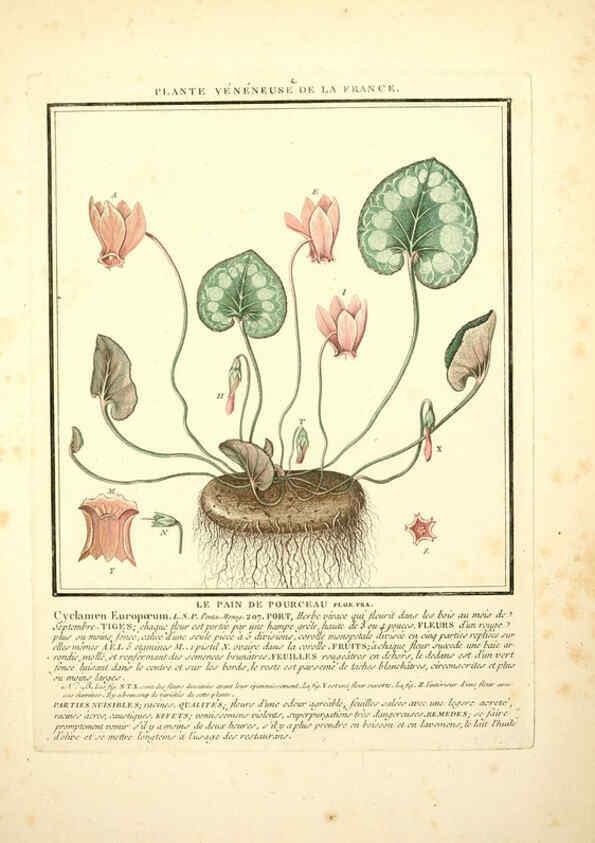 Reproducción/Reproduction 6050075668: Herbier de la France. 1-48. Paris,Chez l'auteur, Didot, Debure, Belin,1780-93