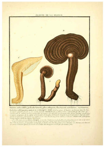 Reproducción/Reproduction 6050075894: Herbier de la France. 1-48. Paris,Chez l'auteur, Didot, Debure, Belin,1780-93