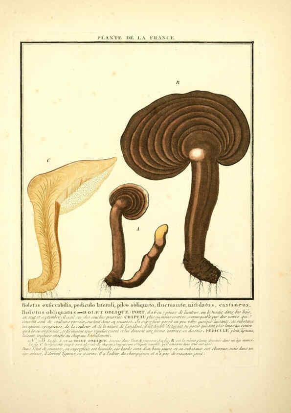 Reproducción/Reproduction 6050075894: Herbier de la France. 1-48. Paris,Chez l'auteur, Didot, Debure, Belin,1780-93