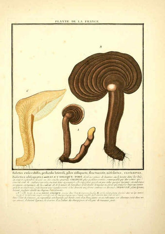 Reproducción/Reproduction 6050075894: Herbier de la France. 1-48. Paris,Chez l'auteur, Didot, Debure, Belin,1780-93