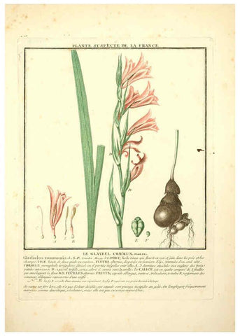 Reproducción/Reproduction 6049523723: Herbier de la France. 1-48. Paris,Chez l'auteur, Didot, Debure, Belin,1780-93