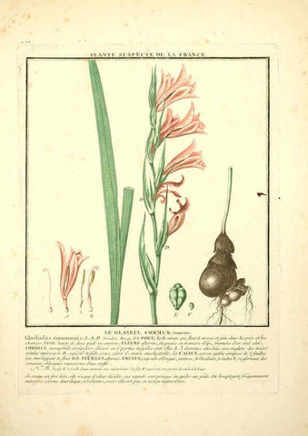 Reproducción/Reproduction 6049523723: Herbier de la France. 1-48. Paris,Chez l'auteur, Didot, Debure, Belin,1780-93