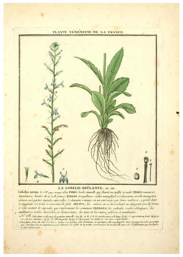 Reproducción/Reproduction 6050076548: Herbier de la France. 1-48. Paris,Chez l'auteur, Didot, Debure, Belin,1780-93