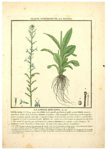 Reproducción/Reproduction 6050076548: Herbier de la France. 1-48. Paris,Chez l'auteur, Didot, Debure, Belin,1780-93
