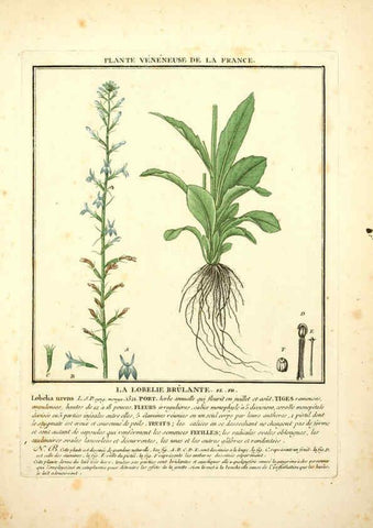Reproducción/Reproduction 6050076548: Herbier de la France. 1-48. Paris,Chez l'auteur, Didot, Debure, Belin,1780-93