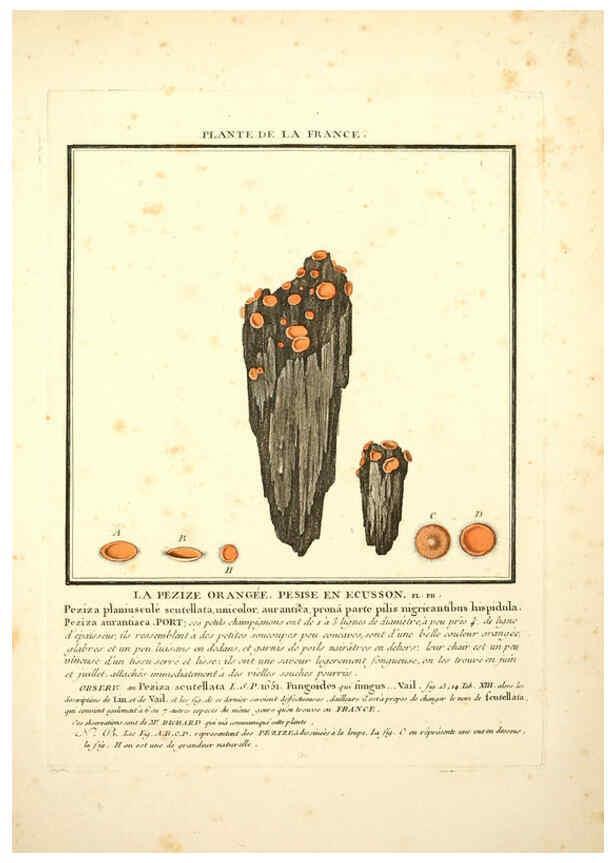 Reproducción/Reproduction 6049524267: Herbier de la France. 1-48. Paris,Chez l'auteur, Didot, Debure, Belin,1780-93
