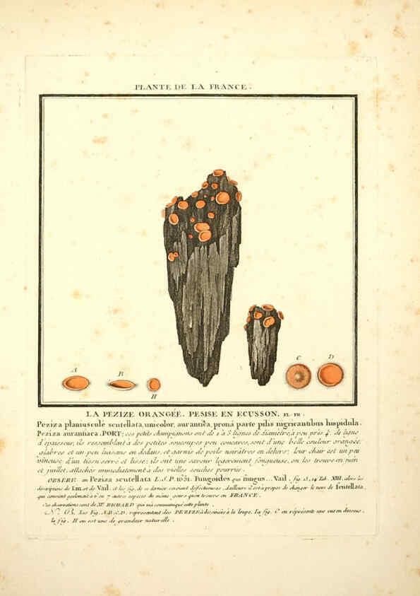 Reproducción/Reproduction 6049524267: Herbier de la France. 1-48. Paris,Chez l'auteur, Didot, Debure, Belin,1780-93