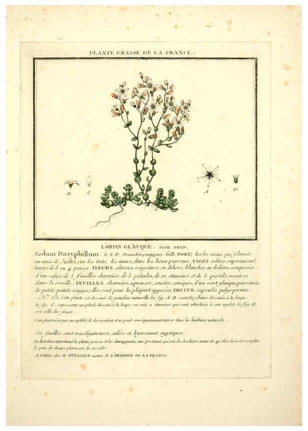 Reproducción/Reproduction 6049524593: Herbier de la France. 1-48. Paris,Chez l'auteur, Didot, Debure, Belin,1780-93