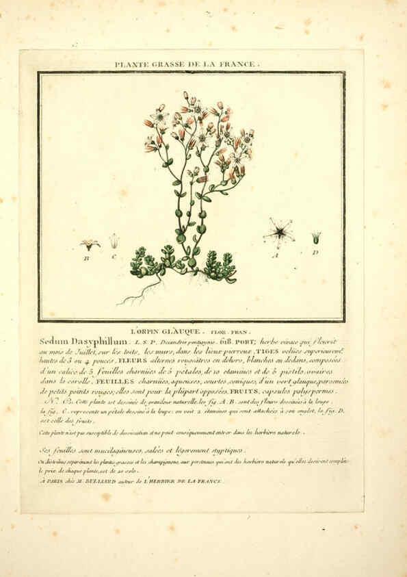 Reproducción/Reproduction 6049524593: Herbier de la France. 1-48. Paris,Chez l'auteur, Didot, Debure, Belin,1780-93
