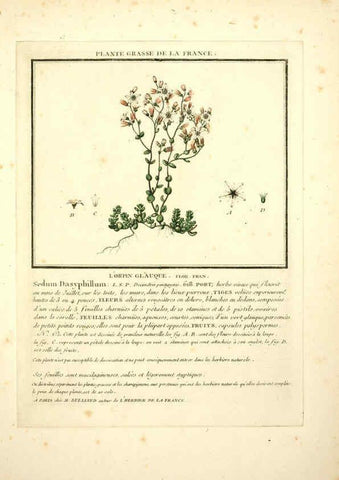 Reproducción/Reproduction 6049524593: Herbier de la France. 1-48. Paris,Chez l'auteur, Didot, Debure, Belin,1780-93