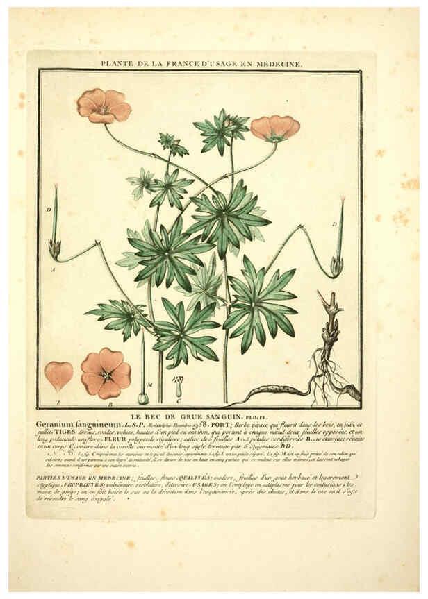 Reproducción/Reproduction 6050077620: Herbier de la France. 1-48. Paris,Chez l'auteur, Didot, Debure, Belin,1780-93