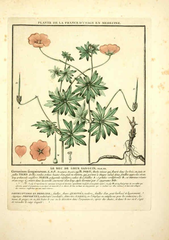 Reproducción/Reproduction 6050077620: Herbier de la France. 1-48. Paris,Chez l'auteur, Didot, Debure, Belin,1780-93