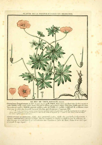 Reproducción/Reproduction 6050077620: Herbier de la France. 1-48. Paris,Chez l'auteur, Didot, Debure, Belin,1780-93
