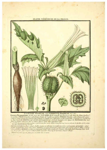 Reproducción/Reproduction 6050077874: Herbier de la France. 1-48. Paris,Chez l'auteur, Didot, Debure, Belin,1780-93