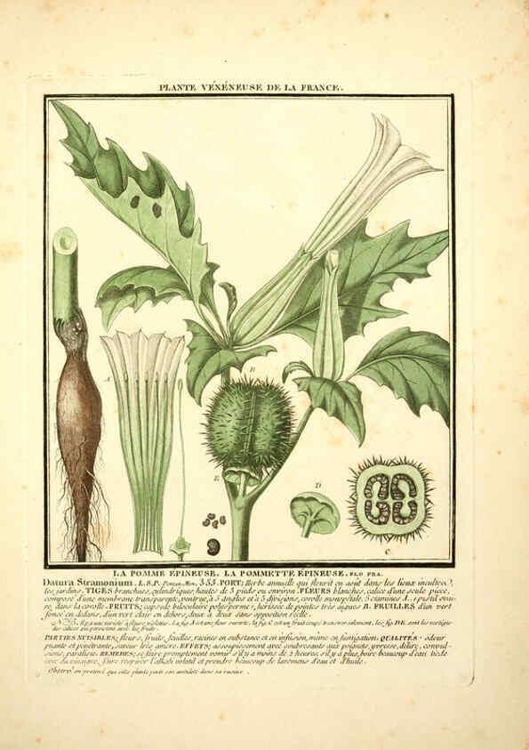 Reproducción/Reproduction 6050077874: Herbier de la France. 1-48. Paris,Chez l'auteur, Didot, Debure, Belin,1780-93