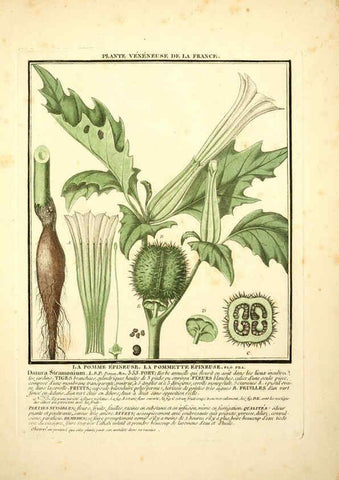 Reproducción/Reproduction 6050077874: Herbier de la France. 1-48. Paris,Chez l'auteur, Didot, Debure, Belin,1780-93