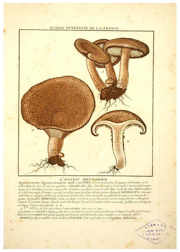Reproducción/Reproduction 6049525725: Herbier de la France. 1-48. Paris,Chez l'auteur, Didot, Debure, Belin,1780-93