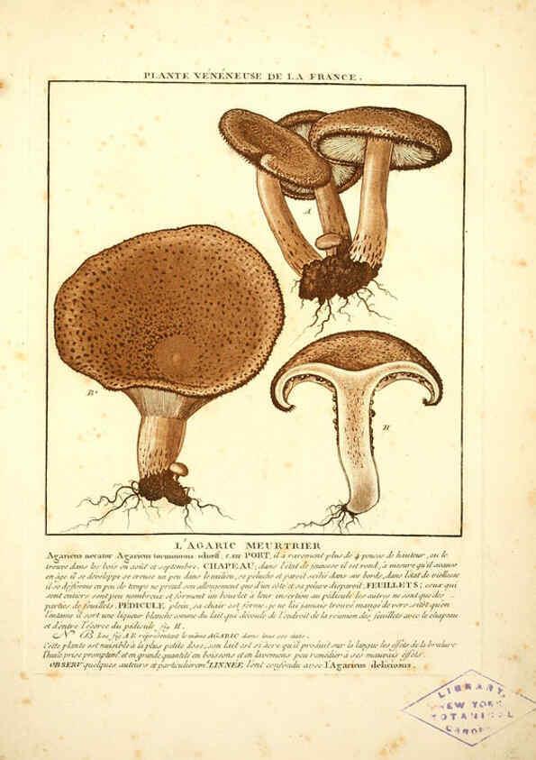 Reproducción/Reproduction 6049525725: Herbier de la France. 1-48. Paris,Chez l'auteur, Didot, Debure, Belin,1780-93