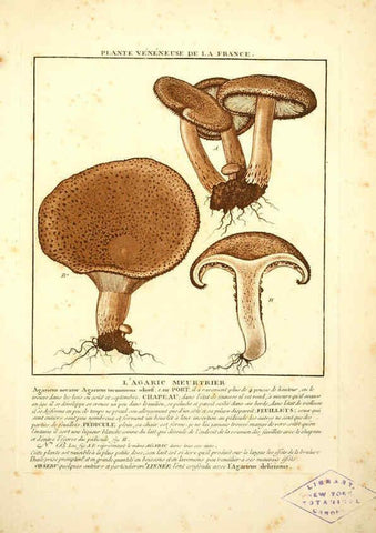 Reproducción/Reproduction 6049525725: Herbier de la France. 1-48. Paris,Chez l'auteur, Didot, Debure, Belin,1780-93