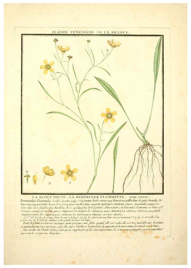 Reproducción/Reproduction 6049526065: Herbier de la France. 1-48. Paris,Chez l'auteur, Didot, Debure, Belin,1780-93