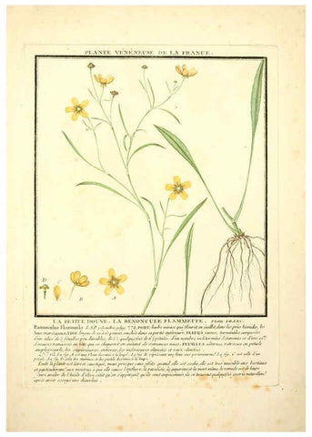 Reproducción/Reproduction 6049526065: Herbier de la France. 1-48. Paris,Chez l'auteur, Didot, Debure, Belin,1780-93