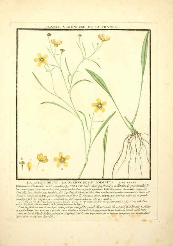 Reproducción/Reproduction 6049526065: Herbier de la France. 1-48. Paris,Chez l'auteur, Didot, Debure, Belin,1780-93