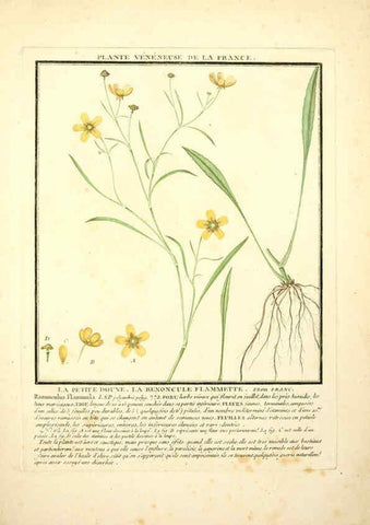 Reproducción/Reproduction 6049526065: Herbier de la France. 1-48. Paris,Chez l'auteur, Didot, Debure, Belin,1780-93