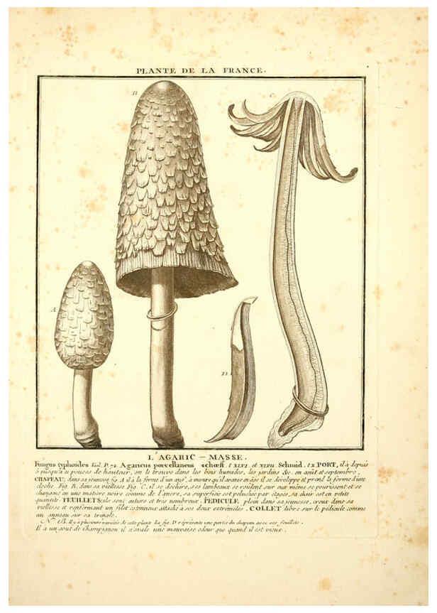 Reproducción/Reproduction 6050078776: Herbier de la France. 1-48. Paris,Chez l'auteur, Didot, Debure, Belin,1780-93