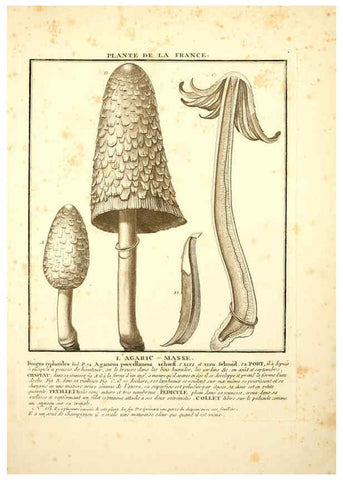Reproducción/Reproduction 6050078776: Herbier de la France. 1-48. Paris,Chez l'auteur, Didot, Debure, Belin,1780-93