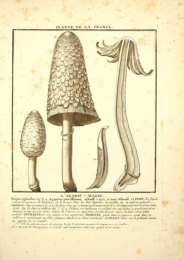 Reproducción/Reproduction 6050078776: Herbier de la France. 1-48. Paris,Chez l'auteur, Didot, Debure, Belin,1780-93