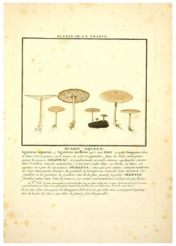 Reproducción/Reproduction 6049526609: Herbier de la France. 1-48. Paris,Chez l'auteur, Didot, Debure, Belin,1780-93