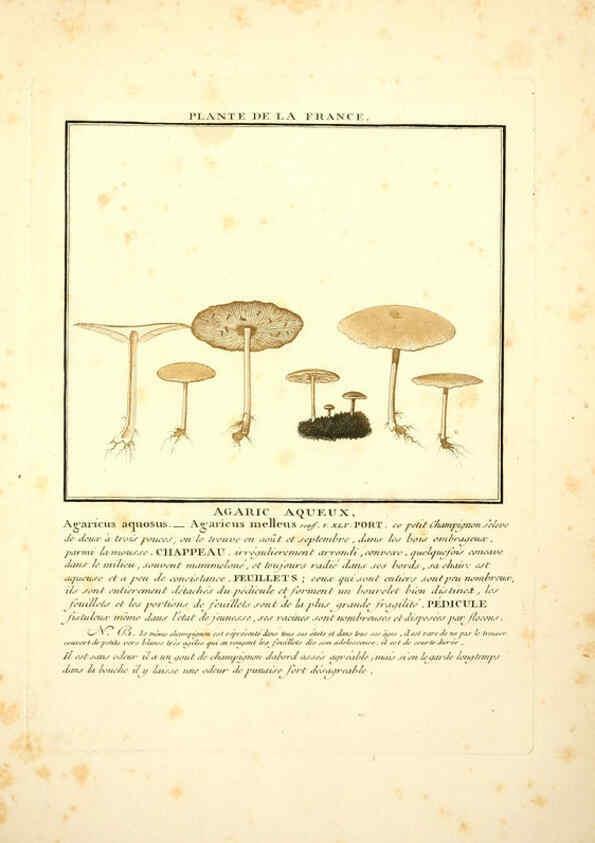 Reproducción/Reproduction 6049526609: Herbier de la France. 1-48. Paris,Chez l'auteur, Didot, Debure, Belin,1780-93