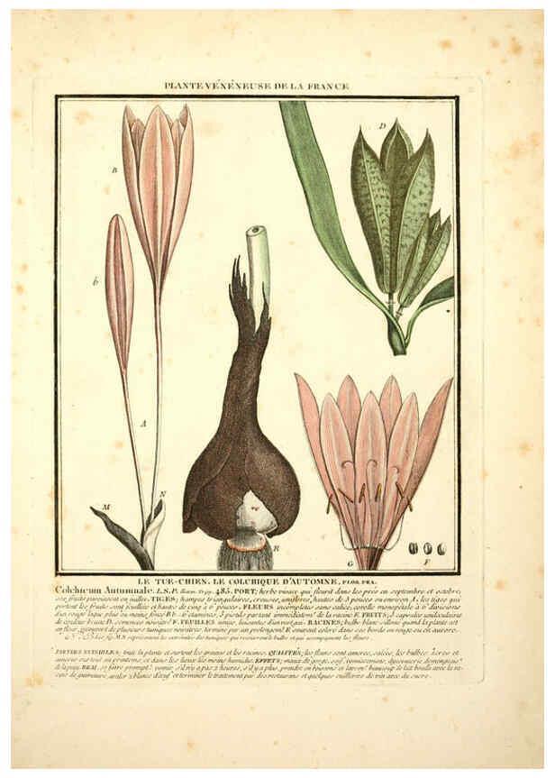 Reproducción/Reproduction 6049526983: Herbier de la France. 1-48. Paris,Chez l'auteur, Didot, Debure, Belin,1780-93