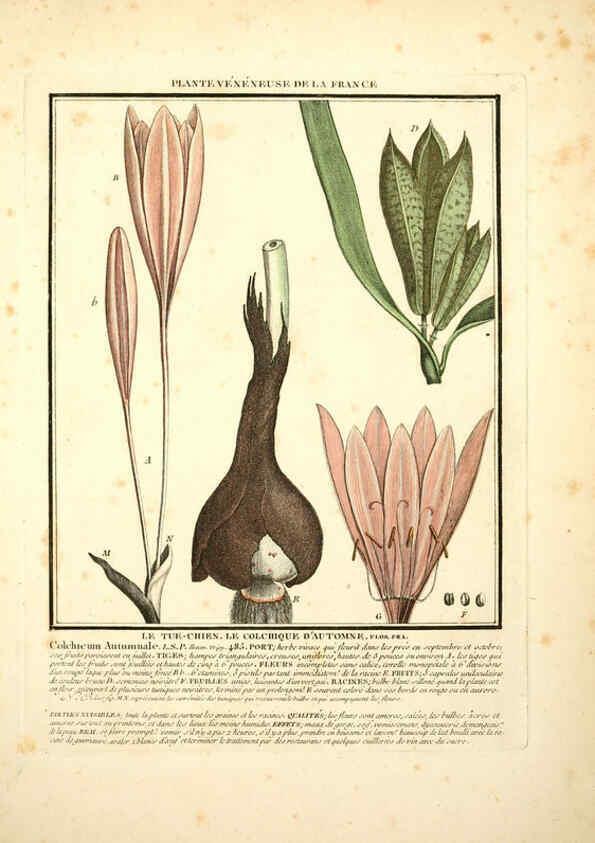 Reproducción/Reproduction 6049526983: Herbier de la France. 1-48. Paris,Chez l'auteur, Didot, Debure, Belin,1780-93