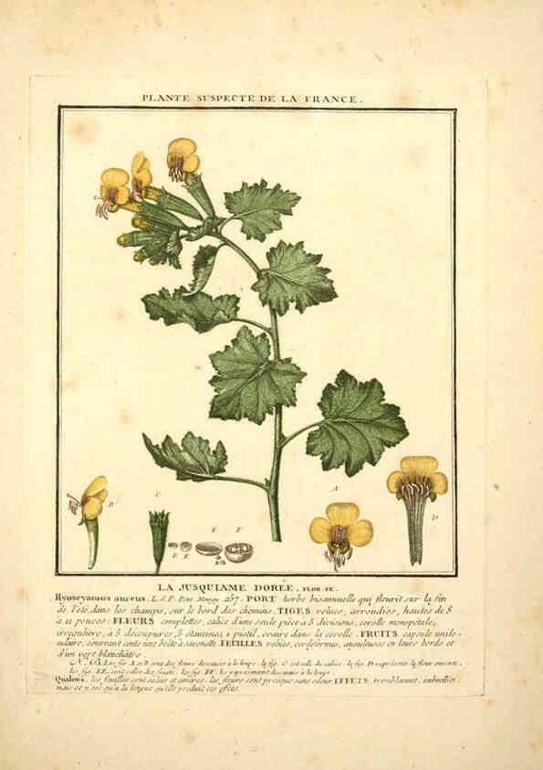 Reproducción/Reproduction 6049527515: Herbier de la France. 1-48. Paris,Chez l'auteur, Didot, Debure, Belin,1780-93