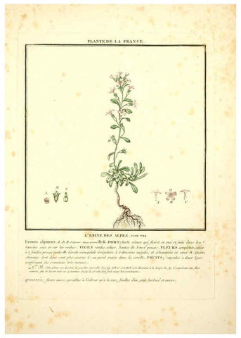 Reproducción/Reproduction 6050075278: Herbier de la France. 1-48. Paris,Chez l'auteur, Didot, Debure, Belin,1780-93