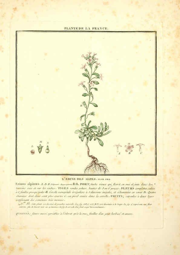 Reproducción/Reproduction 6050075278: Herbier de la France. 1-48. Paris,Chez l'auteur, Didot, Debure, Belin,1780-93