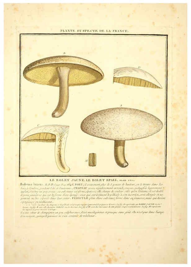 Reproducción/Reproduction 6049522573: Herbier de la France. 1-48. Paris,Chez l'auteur, Didot, Debure, Belin,1780-93