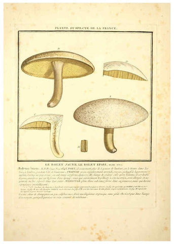 Reproducción/Reproduction 6049522573: Herbier de la France. 1-48. Paris,Chez l'auteur, Didot, Debure, Belin,1780-93