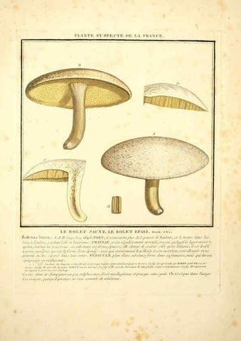 Reproducción/Reproduction 6049522573: Herbier de la France. 1-48. Paris,Chez l'auteur, Didot, Debure, Belin,1780-93