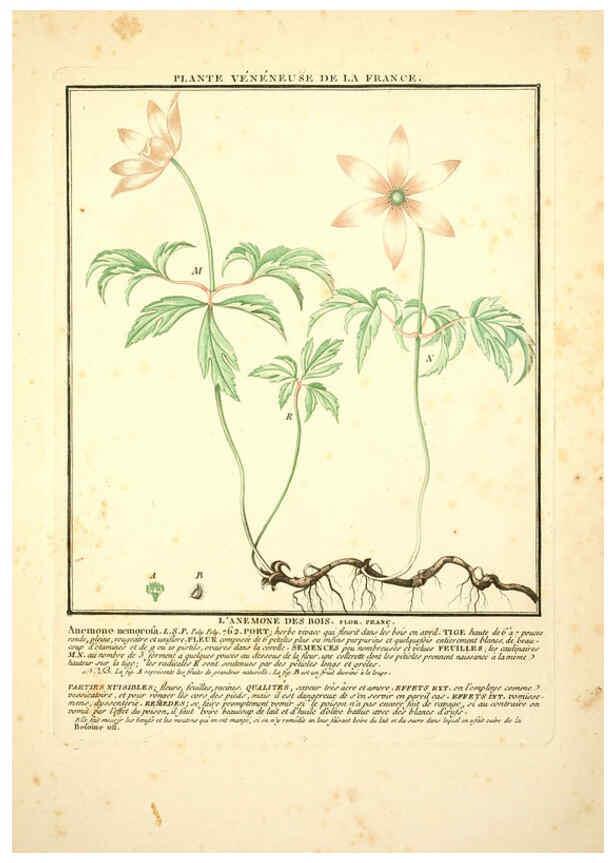 Reproducción/Reproduction 6049522245: Herbier de la France. 1-48. Paris,Chez l'auteur, Didot, Debure, Belin,1780-93
