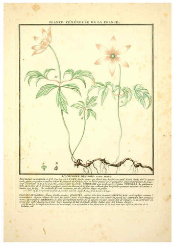 Reproducción/Reproduction 6049522245: Herbier de la France. 1-48. Paris,Chez l'auteur, Didot, Debure, Belin,1780-93