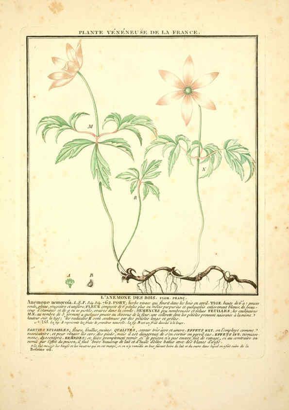 Reproducción/Reproduction 6049522245: Herbier de la France. 1-48. Paris,Chez l'auteur, Didot, Debure, Belin,1780-93