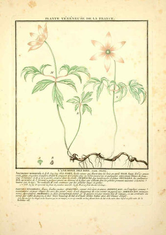 Reproducción/Reproduction 6049522245: Herbier de la France. 1-48. Paris,Chez l'auteur, Didot, Debure, Belin,1780-93
