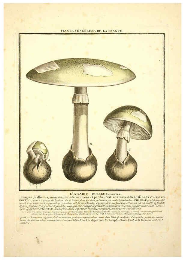 Reproducción/Reproduction 6049521893: Herbier de la France. 1-48. Paris,Chez l'auteur, Didot, Debure, Belin,1780-93
