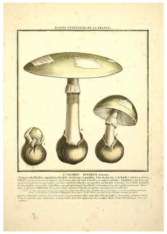 Reproducción/Reproduction 6049521893: Herbier de la France. 1-48. Paris,Chez l'auteur, Didot, Debure, Belin,1780-93