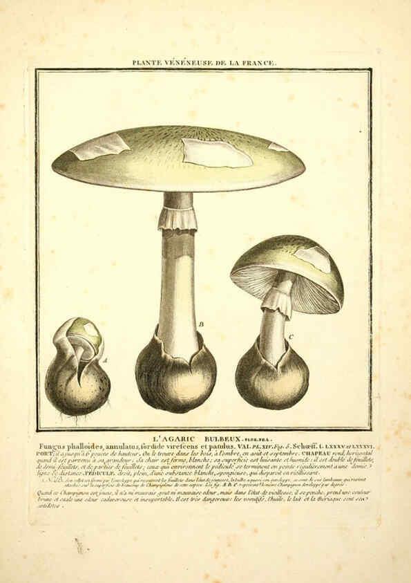 Reproducción/Reproduction 6049521893: Herbier de la France. 1-48. Paris,Chez l'auteur, Didot, Debure, Belin,1780-93
