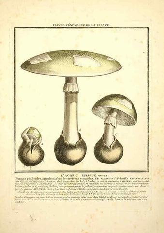 Reproducción/Reproduction 6049521893: Herbier de la France. 1-48. Paris,Chez l'auteur, Didot, Debure, Belin,1780-93